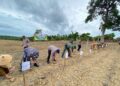 Sambut Program Polri, Polres SBT Dorong Pemanfaatan Pekarangan Warga Tanami Jagung